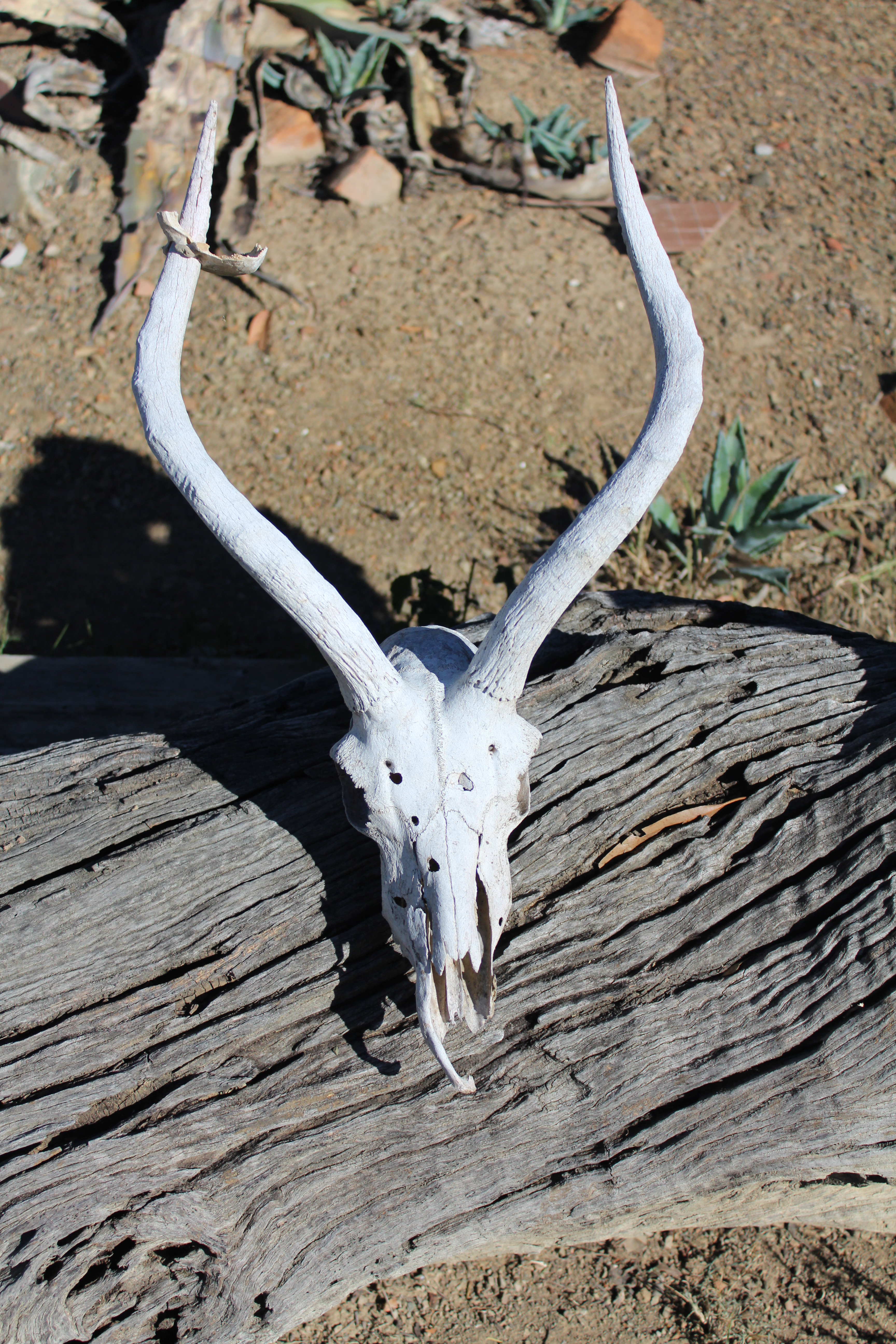 Dried Impala Horns